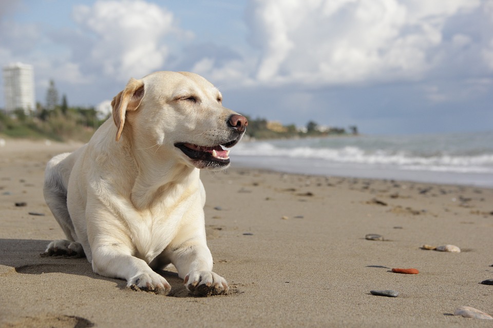 Ce nu stiai despre cel mai iubit caine – Labrador?