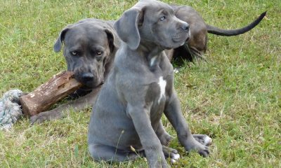 Tot ce nu stiai despre un Cane Corso