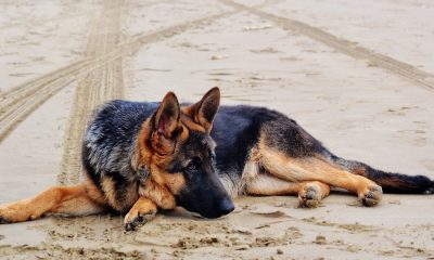 Top lucruri pe care trebuie sa le stii despre un Ciobanesc German