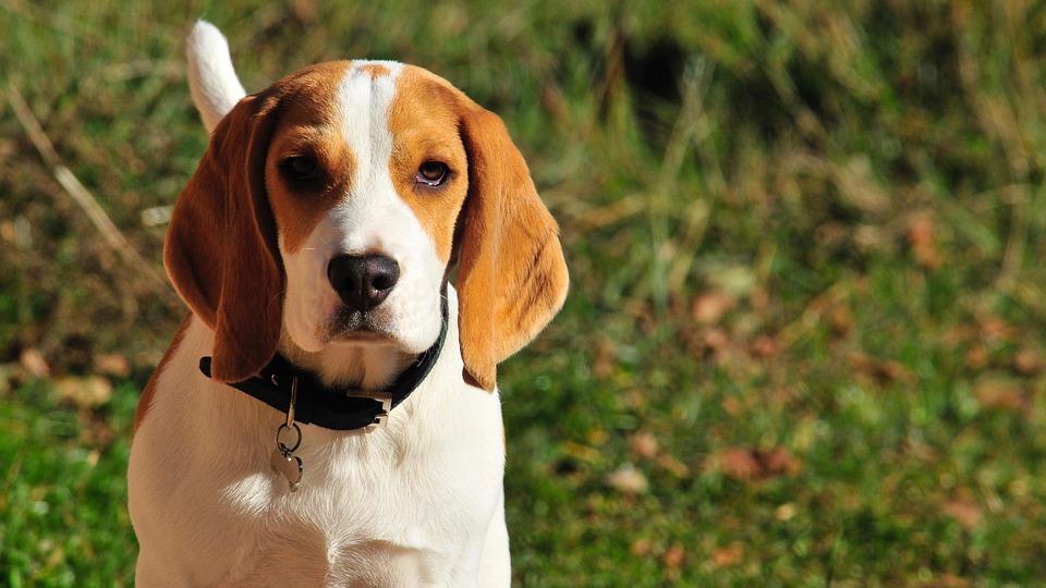 Ce trebuie sa stii despre rasa Beagle?