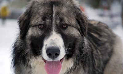 Afla totul despre Ciobanescul Romanesc Carpatin