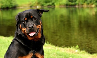 Ce lucruri trebuie sa stii despre Rottweiler?