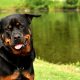 Ce lucruri trebuie sa stii despre Rottweiler?