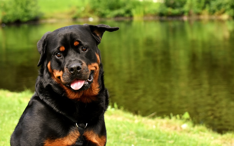 Ce lucruri trebuie sa stii despre Rottweiler?