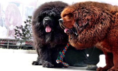 Ce trebuie sa stii despre Mastiff-ul Tibetan