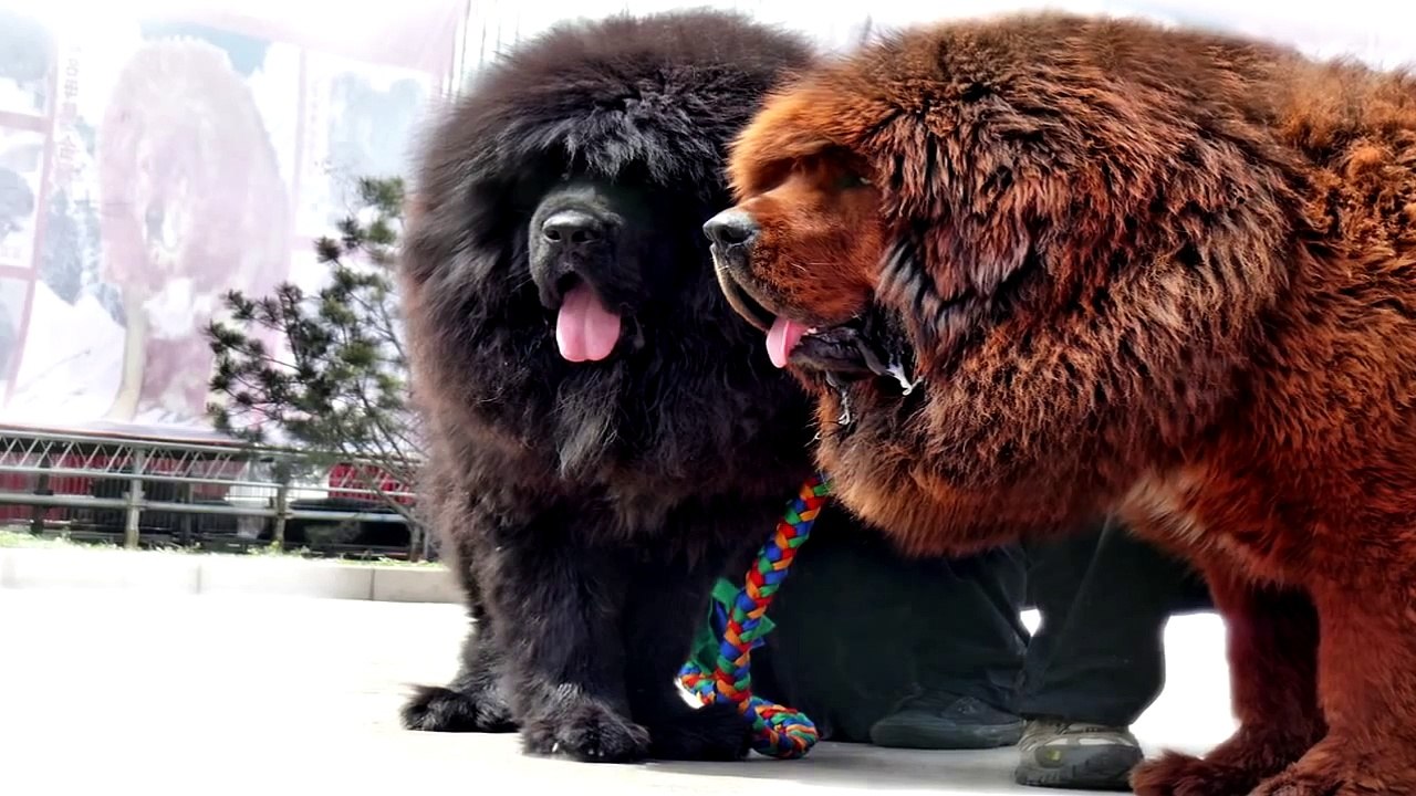 Ce trebuie sa stii despre Mastiff-ul Tibetan