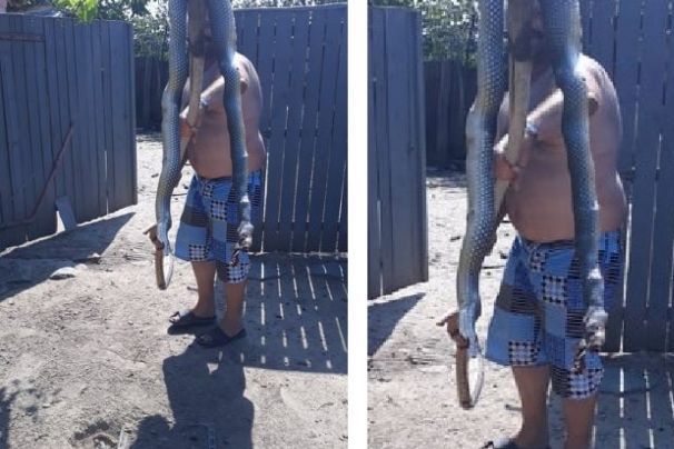 #cugandullaanimale. Şarpe de mari dimensiuni, ucis într-o gospodărie din Tulcea. Animalul este pe cale de dispariţie şi protejat de lege