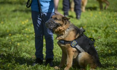 Fata din Iaşi, dispărută în pădure, a fost găsită în satul vecin