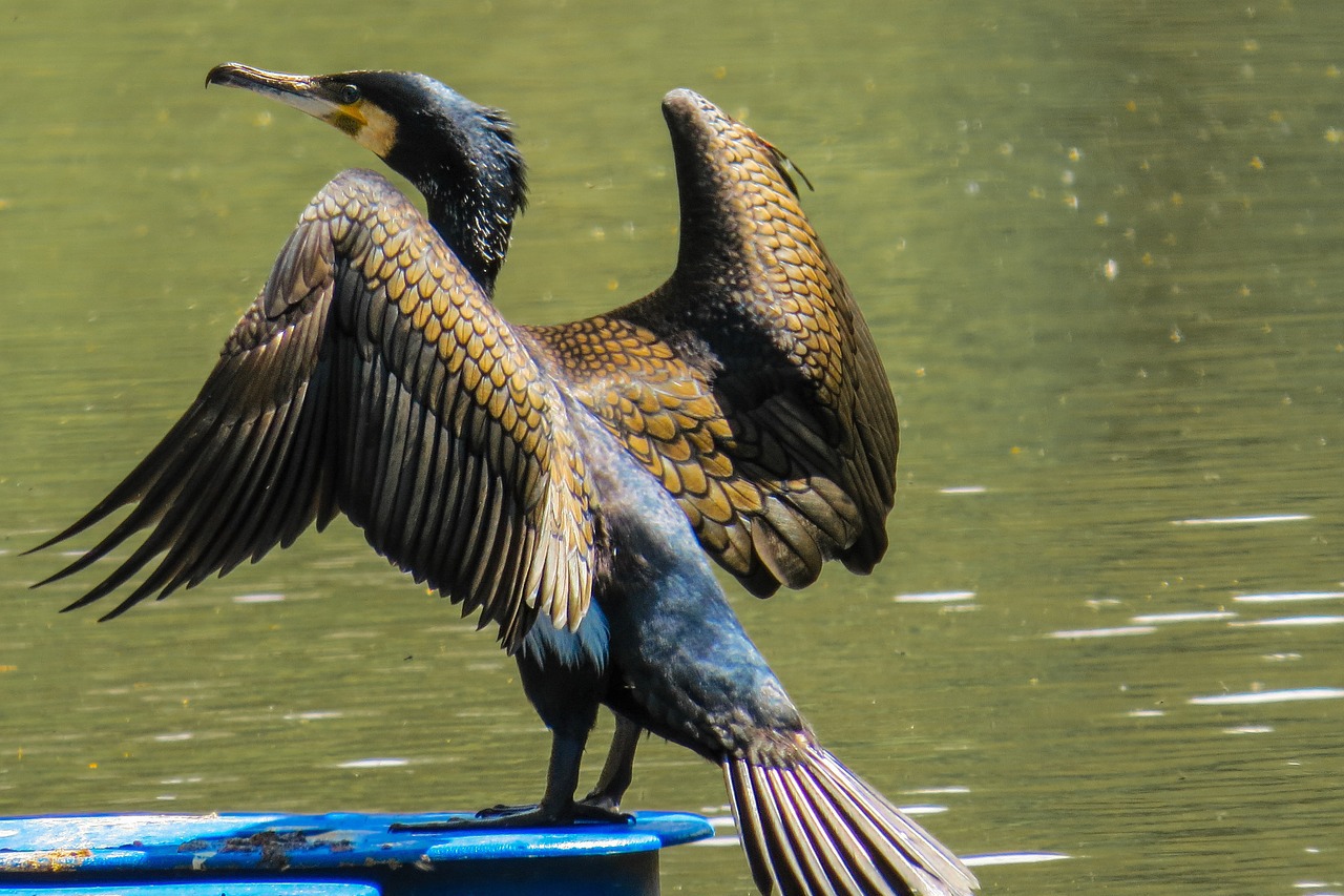 Avem 100.000, nu trebuie să fie mai mulţi de câteva mii