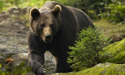 Doi copii au fost muşcaţi de un urs fugărit de câini într-o localitate din Sibiu