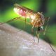 Primul caz de infecţie cu West Nile din acest sezon, confirmat la un bărbat din Galaţi