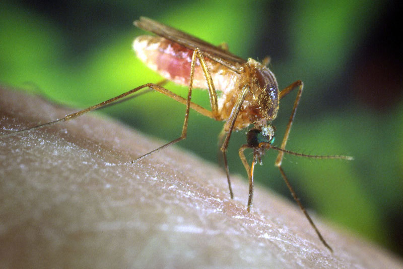Primul caz de infecţie cu West Nile din acest sezon, confirmat la un bărbat din Galaţi