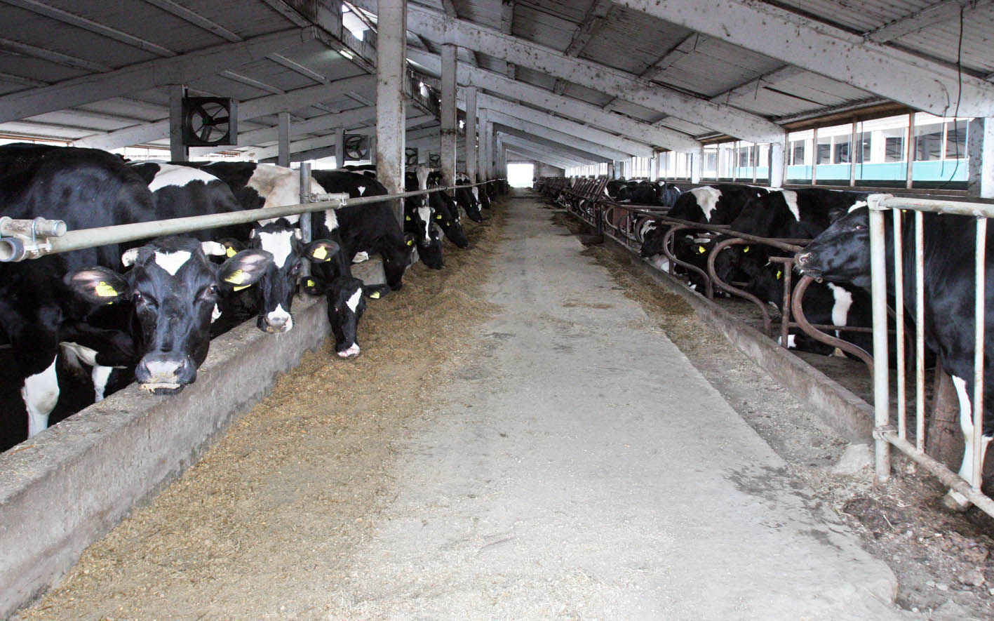 Prezenţa unui medic veterinar pe durata transportului de animale vii către ţări terţe UE