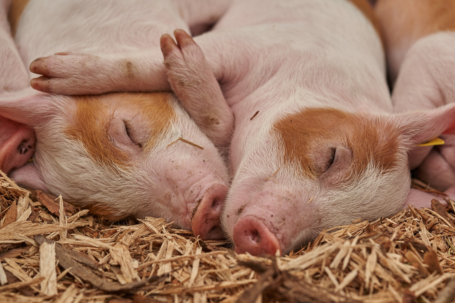 Statul care are cea mai mare piaţă pentru carnea de porc a pierdut o treime din efectivele de porci din cauza pestei africane