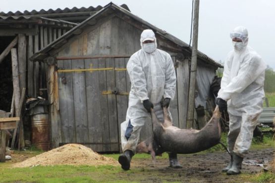 Numărul focarelor de pestă porcină africană a crescut la 1.223, în 346 de localităţi din 26 judeţe