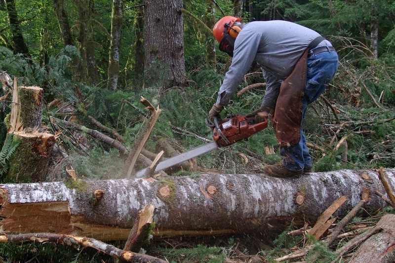 Un muncitor forestier a murit în apropiere de Păltiniş, după ce peste el a căzut un copac