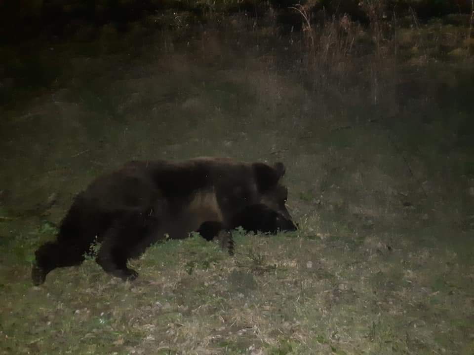Încă un urs a fost lovit mortal de o maşină, în judeţul Mureş
