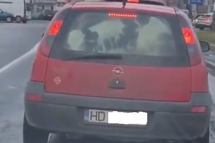Cu viţelul la plimbare printre semafoare | O şoferiţă a înghesuit un viţel într-un Opel Corsa şi-a pornit la drum prin Timişoara – VIDEO