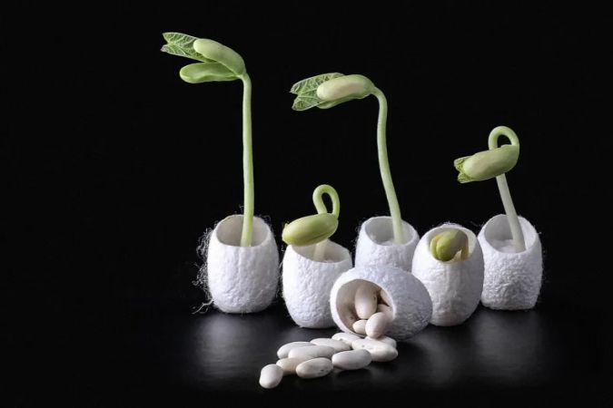 Materialul semincer care poate fi semănat în sărătură, are înveliş organic din mătase şi bacterii generatoare de azot