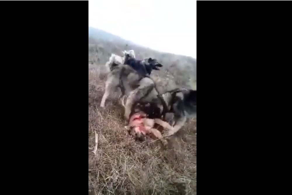 VIDEO Distracţie macabră la o stână din Bistriţa-Năsăud. Un câine este sfâşiat de mai mulţi carpatini, la cererea a doi tineri ciobani