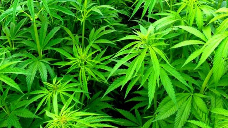 Canepa, un ingredient miraculos impotriva imbatranirii