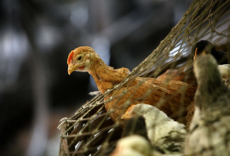Peste 22.000 de păsări din ferma din Maramureş unde a fost confirmată gripa aviară, omorâte