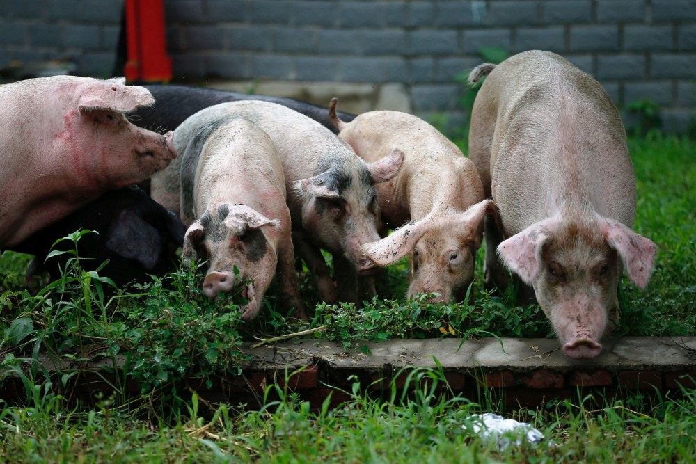 Pesta porcină africană, confirmată într-o fermă din Brăila. Aproape 26.000 de porci vor fi eutanasiaţi