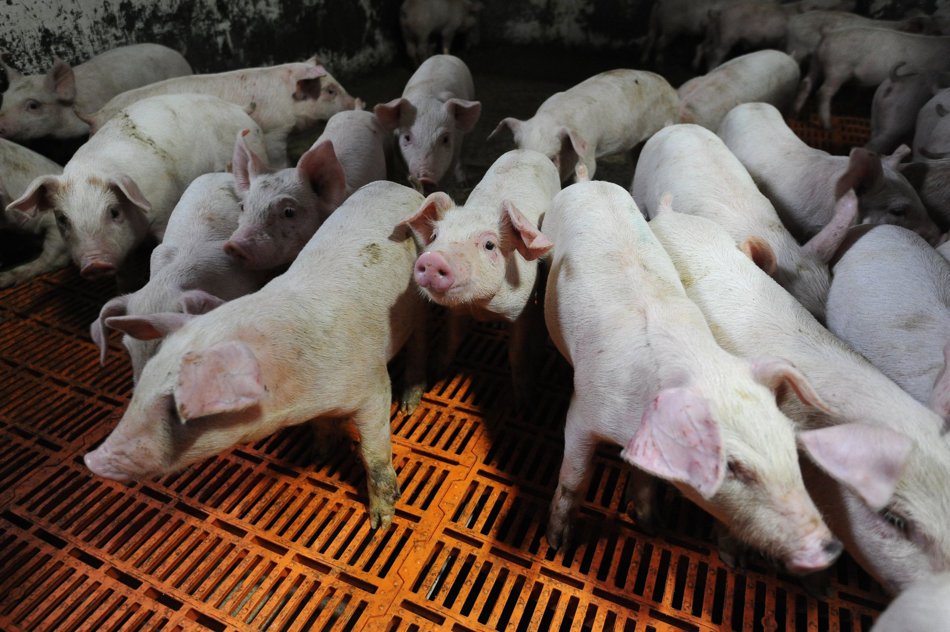 restricţii şi măsuri de urgenţă