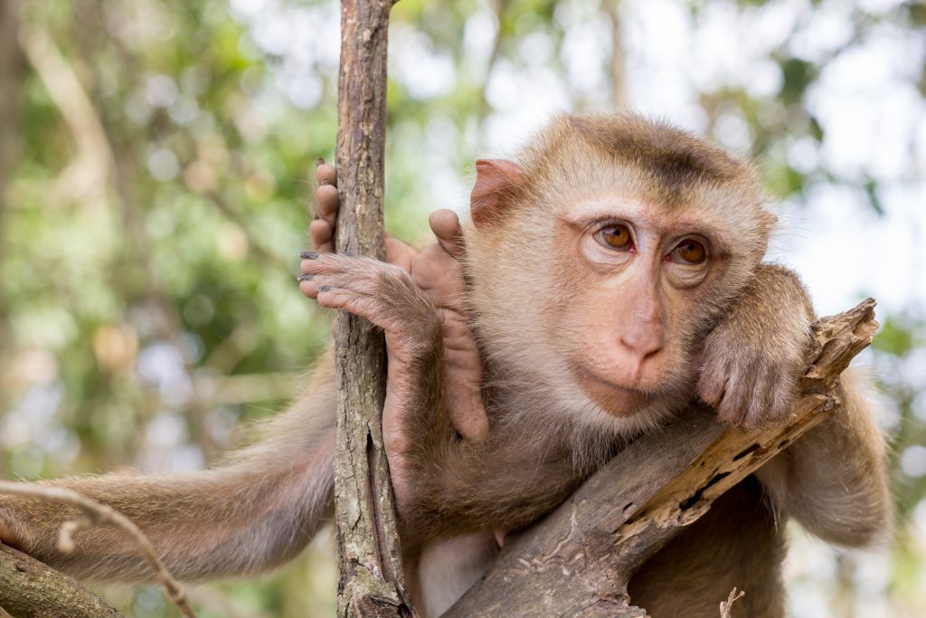 Un vaccin menit să vindece coronavirusul a fost testat pe 18 primate. Care au fost rezultatele
