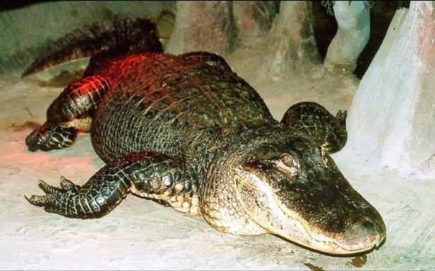 MOSCOVA. Aligatorul, în vârstă de 84 de ani, „ținut ca animal de companie de Adolf Hitler” a murit în grădina zoologică din Moscova: Saturn este o întreagă epocă pentru noi.