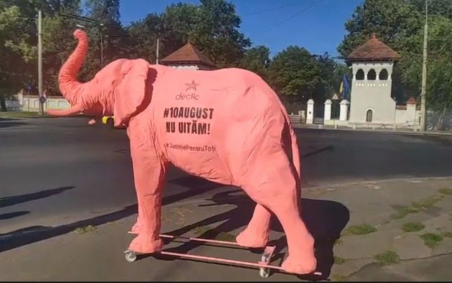 Un elefant roz, dus la instituțiile responsabile pentru tergiversarea anchetei „10 august”, de membrii comunității Declic. Ce semnificație are gestul ONG-ului