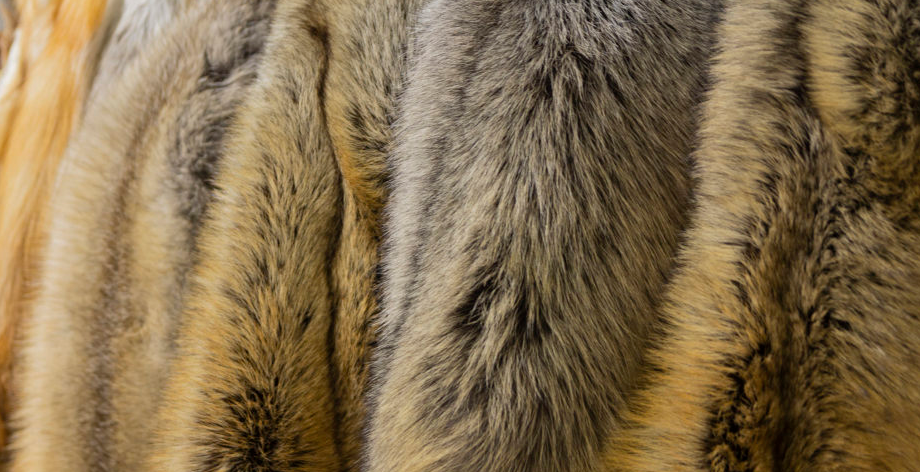 Marea Britanie dorește să interzică comerțul cu blană după Brexit Marea Britanie dorește să interzică comerțul cu blană după Brexit