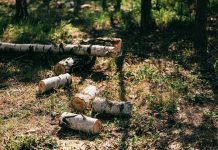 De ce merită să deschizi o fabrică de făcut peleți