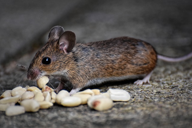 Ce trebuie sa stii despre soarecii de casa si cum scapi de ei?