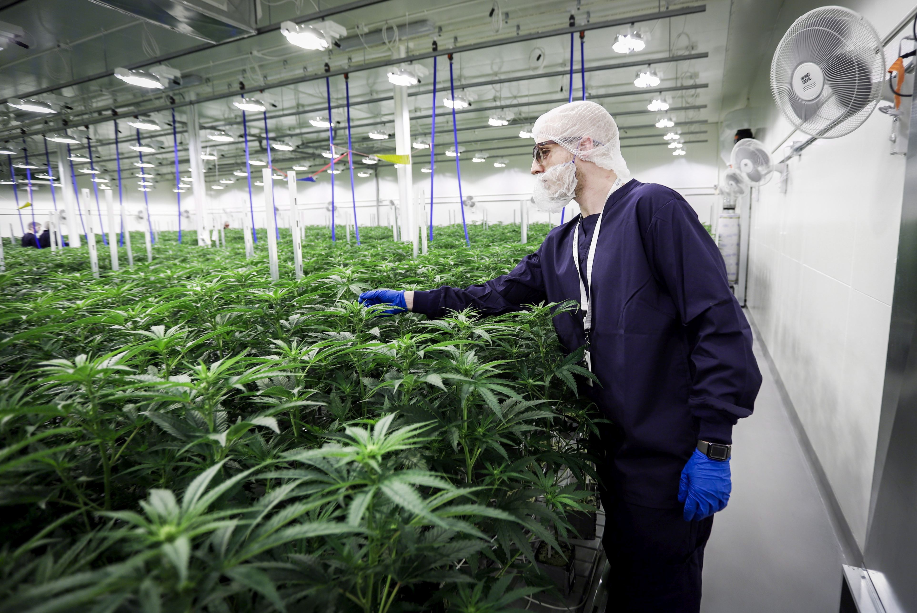 Previziuni. Acțiunile firmelor ce procesează marijuana ar putea crește cu peste 50%, după ce democrații preiau controlul Senatului SUA