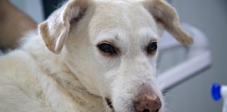 Specialiști: „Vaccinarea anti-COVID a animalelor de companie ar putea deveni necesară”