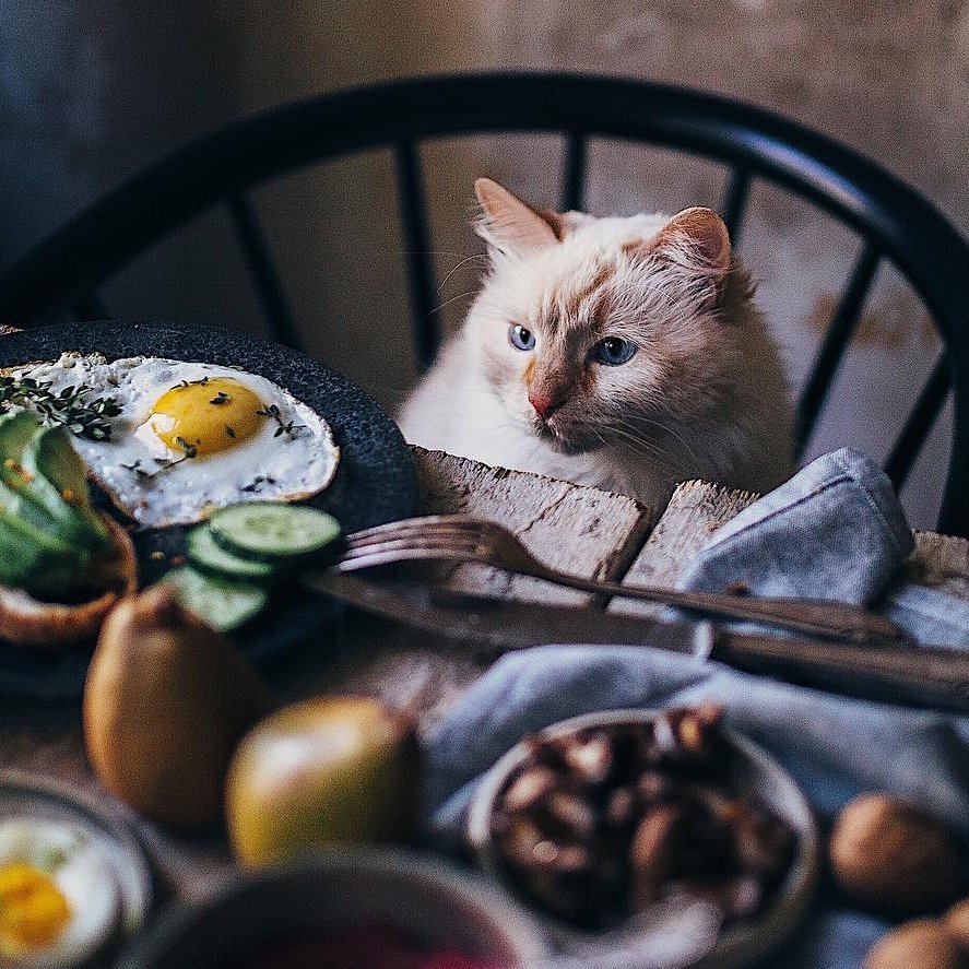 Pot oare pisicile manca o mancare picanta Pot oare pisicile manca o mancare picanta