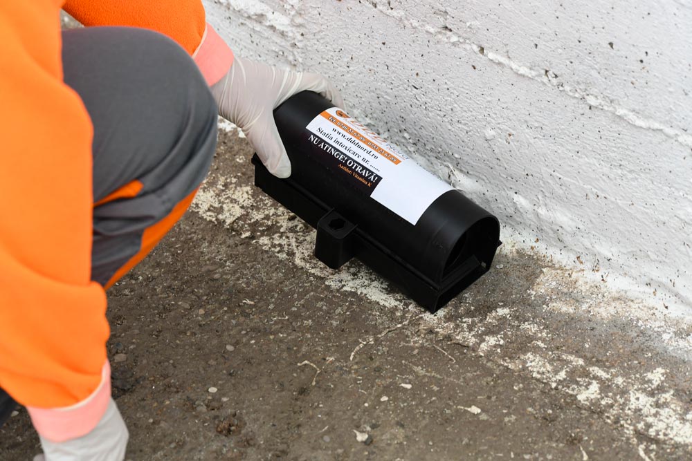 Rozatoarele iti dau batai de cap? Apeleaza un expert in deratizare Bucuresti