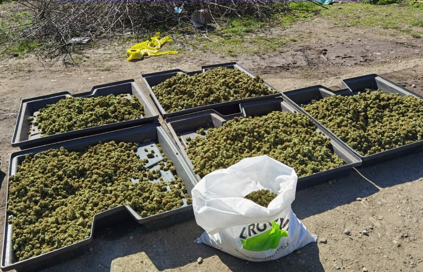 EXCLUSIV. Cine sunt cei doi spanioli, soț și soție, care și-au făcut plantație de cannabis într-un imobil din Craiova. Au fost arestați pentru 30 de zile