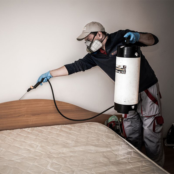 Nu lasa insectele sa puna stapanire pe spatiul tau. Apeleaza la serviciile de dezinsectie