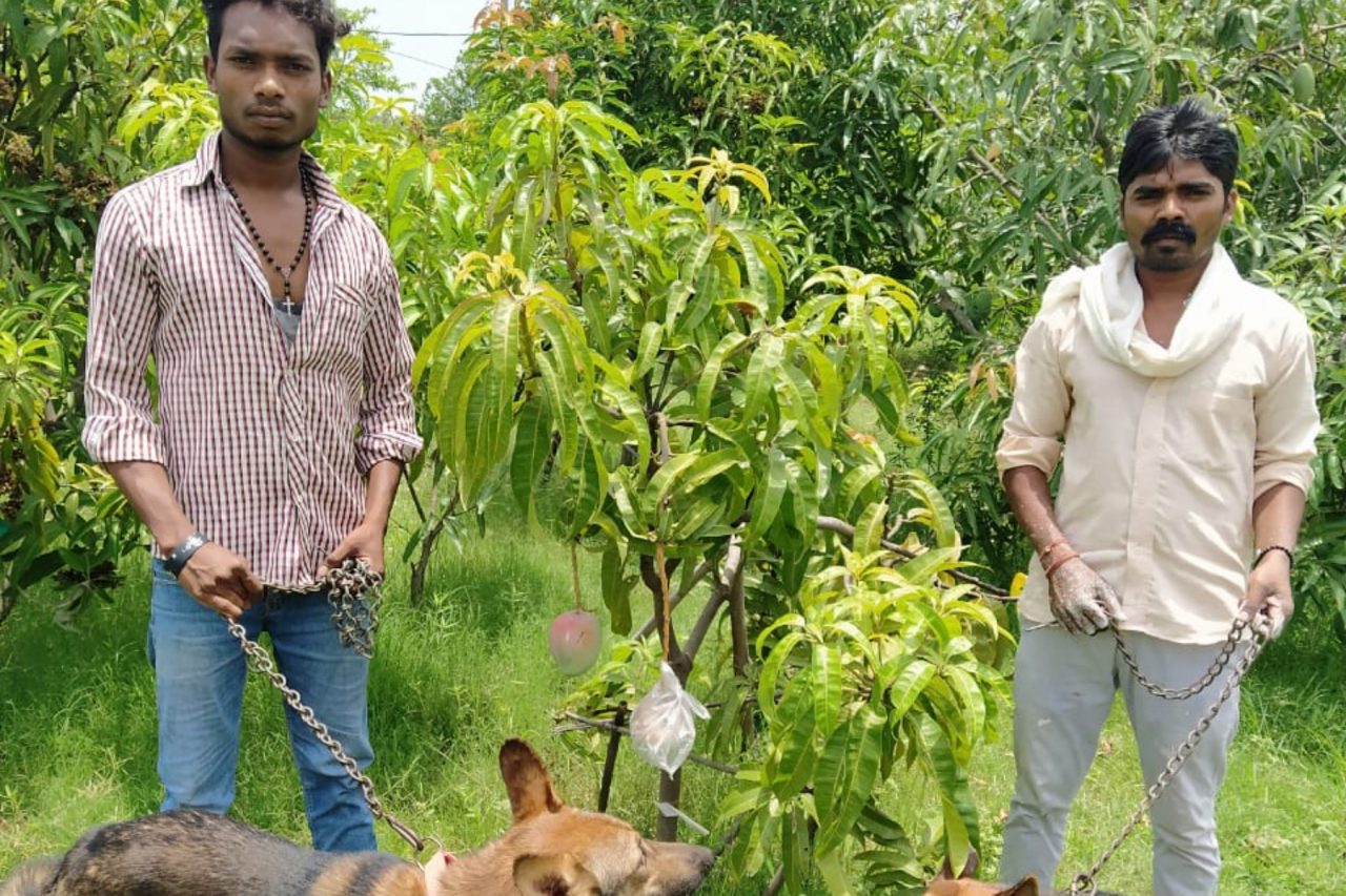 Cum au ajuns doi țărani din India să angajeze paznici după ce au plantat mango