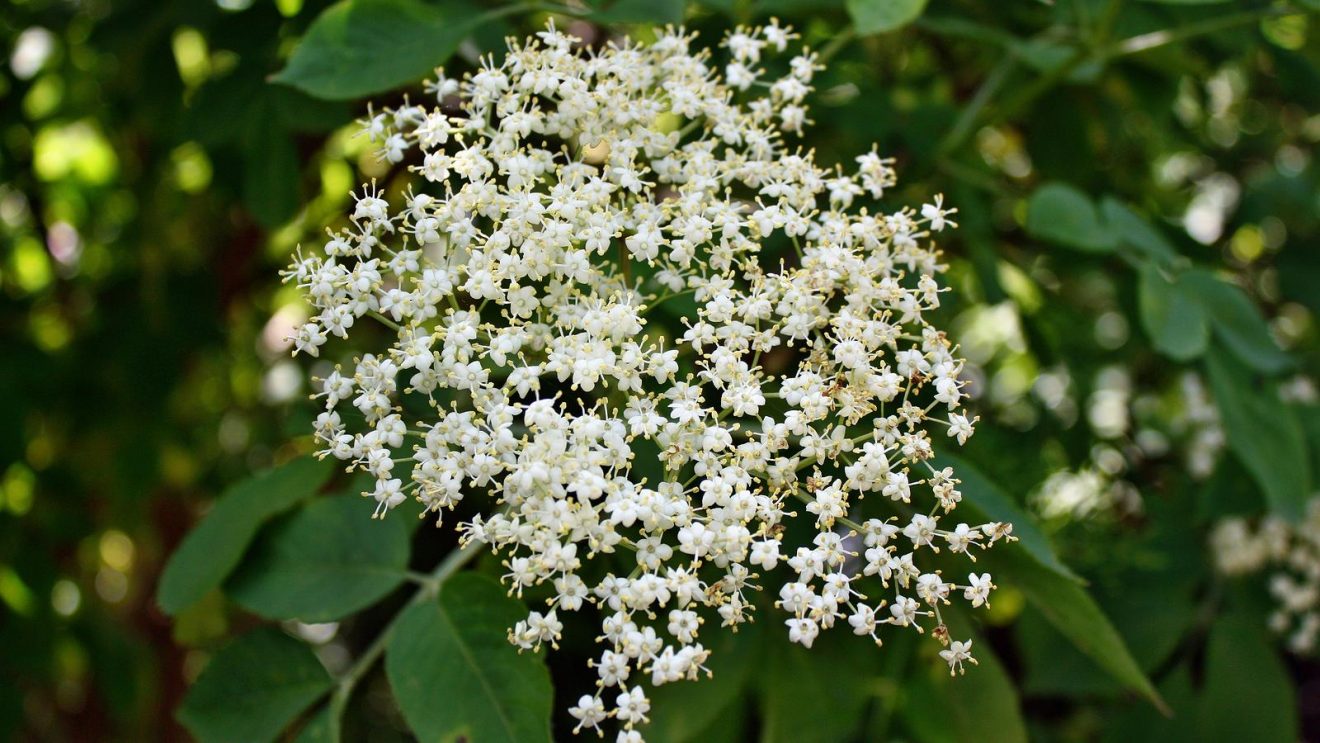 Top 5 întrebuinţări ale florilor de soc