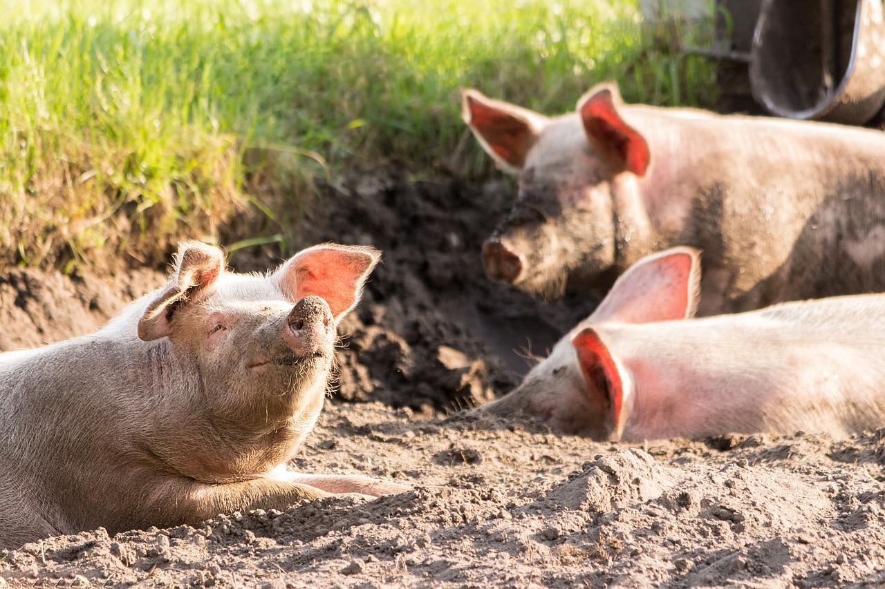Peste 10.000 de porci din județul Hunedoara vor fi uciși din cauza pestei porcine africane