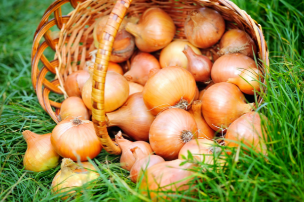 Cultura de ceapa toamna – Sfaturi utile pentru o recolta bogata