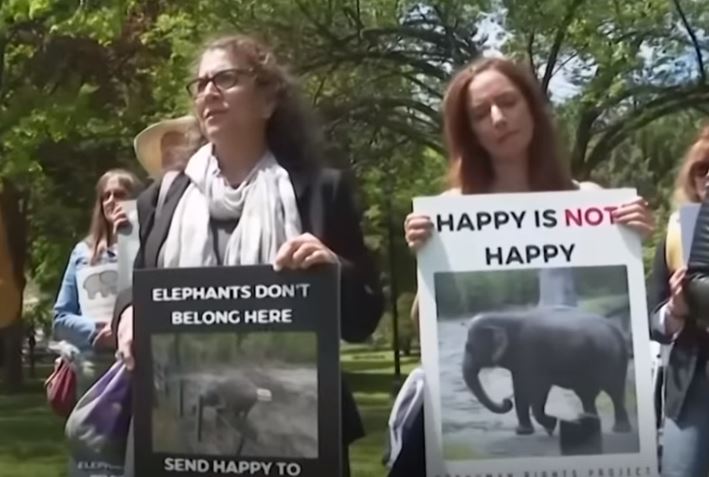 Elefantul Happy NU este o persoană, decide o instanță din New York