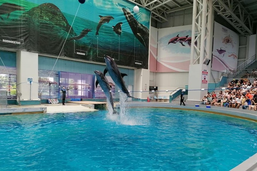VIDEO Au început antrenamentele cu public ale delfinilor aduşi din Ucraina, cu cei de la Delfinariul din Constanţa