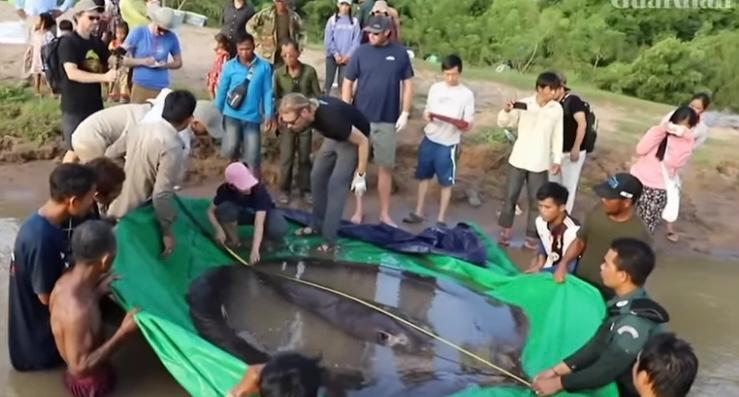 VIDEO Cea mai mare pisică de mare de apă dulce din lume, prinsă în Cambodgia / Cât cântărește