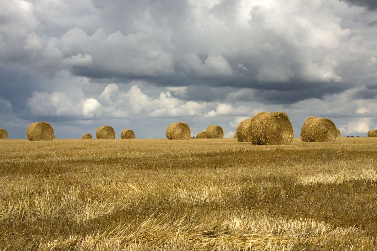 Circovii de vară – Vechea sărbătoare în care forțele diavolești puteau aduce grindina și focul în gospodării