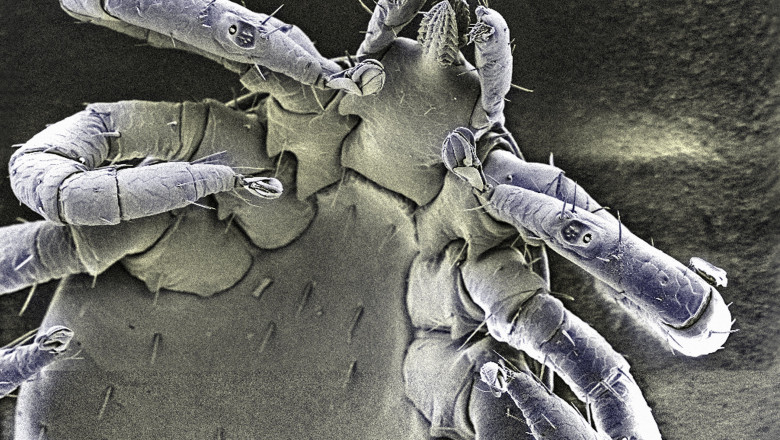 Digi24: Generalii lui Putin acuză SUA că au înmulțit căpușe în Ucraina ca să-i infecteze pe ruși cu borelioză