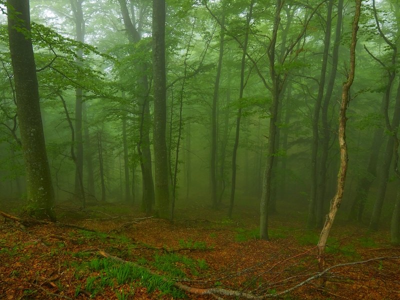 O șoferiță de 85 de ani a fost găsită leșinată în pădure